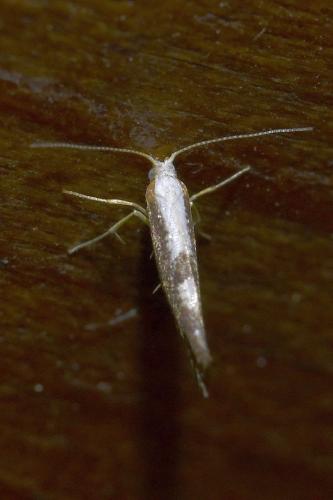 Argyresthia spinosella